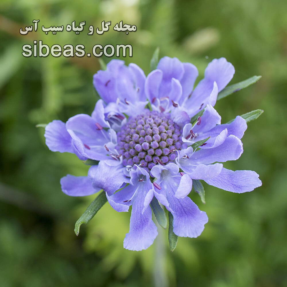 گل کبوتر | سیب آس