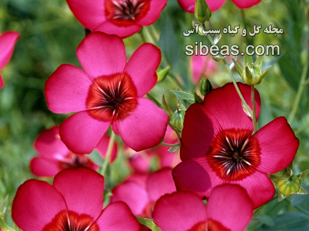 گل کتانی | سیب آس