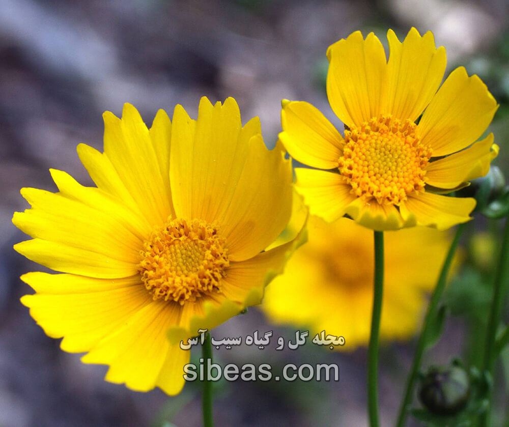 گل کورئوپسیس گلادیاتا | سیب آس
