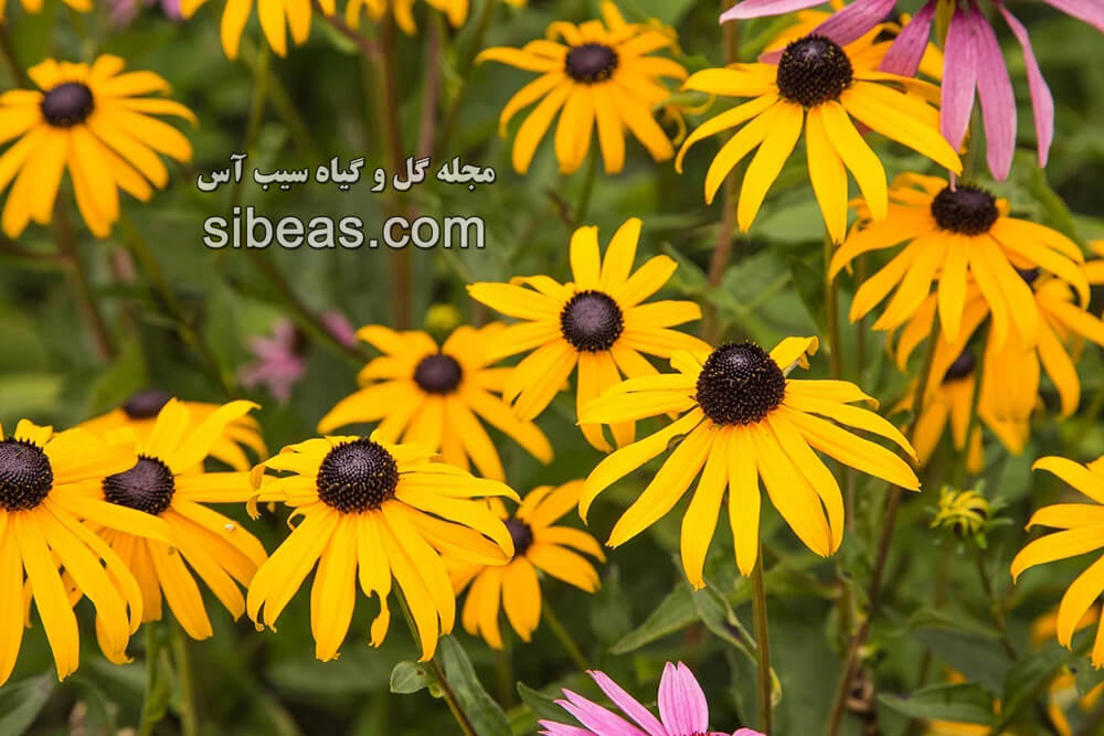 گل کوکب کوهی | سیب آس