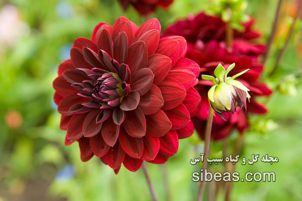 گل کوکب | سیب آس