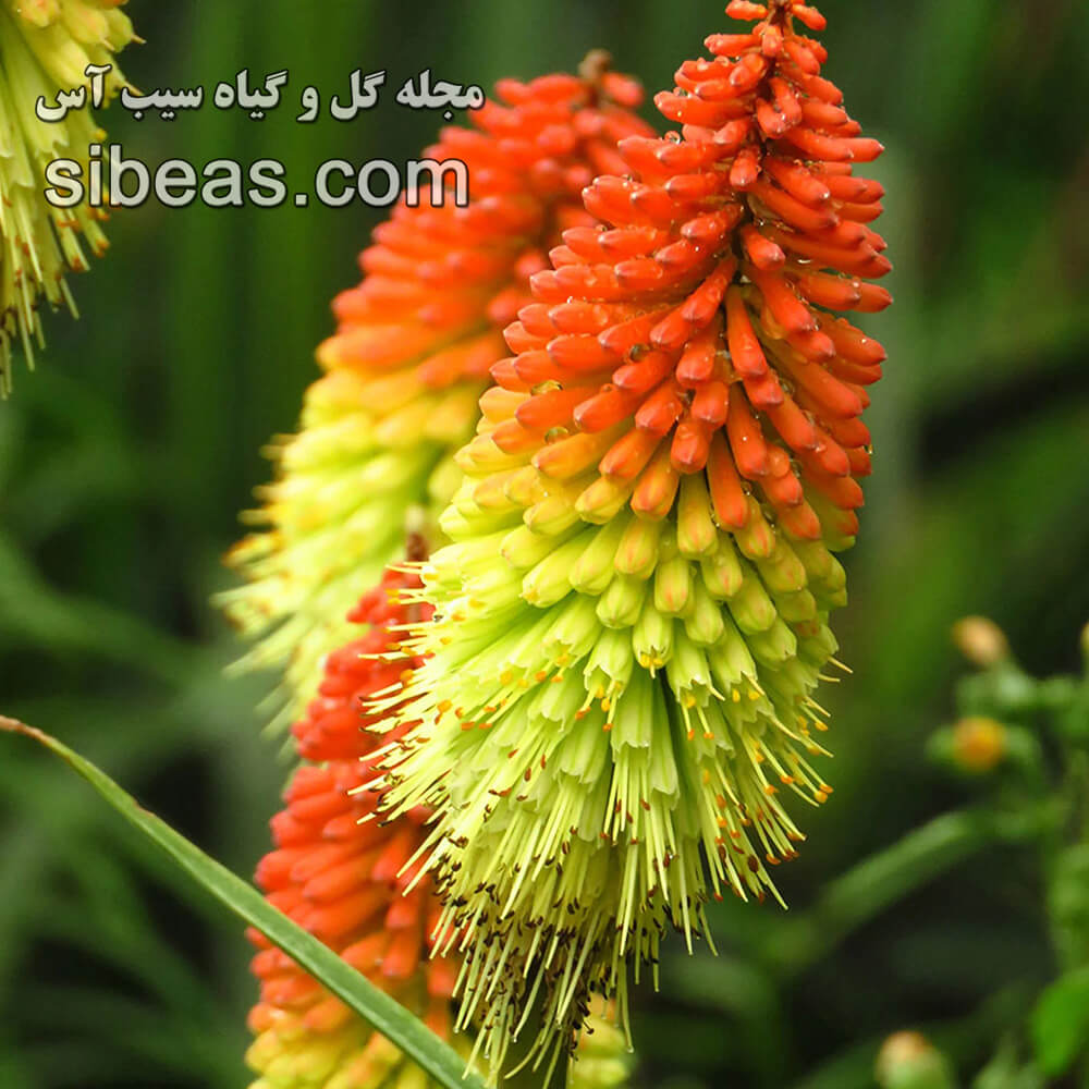 گل گرزی | سیب آس