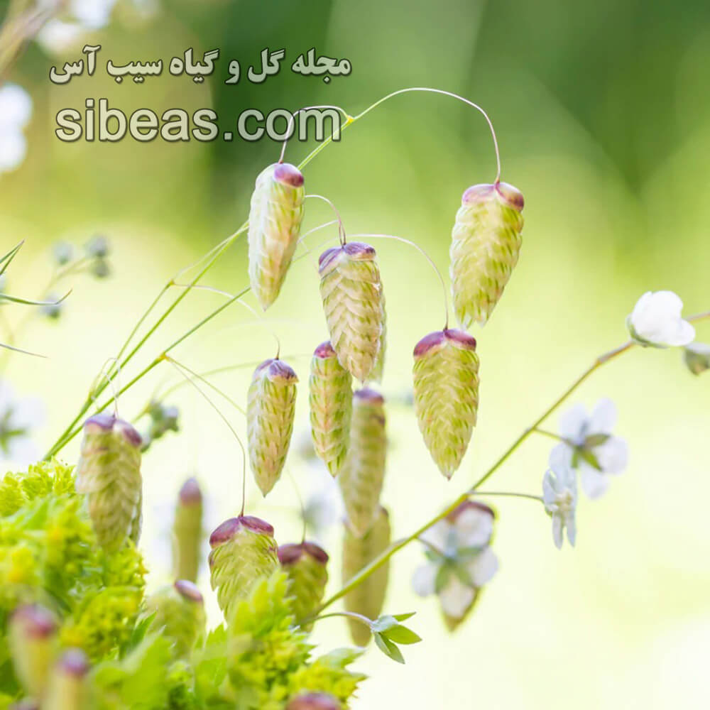 گل گندمگون | سیب آس