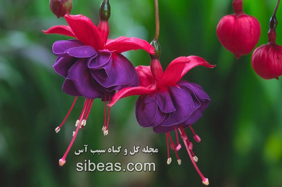 گل گوشواره | سیب آس