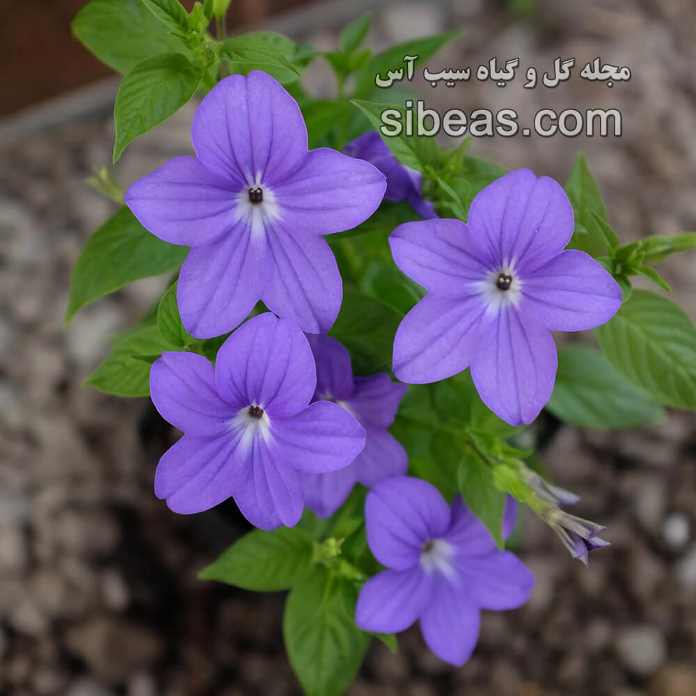 گل یاقوتی | سیب آس