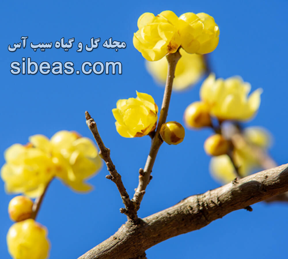 گل یخ | سیب آس