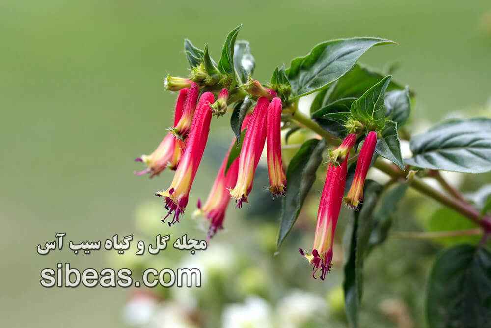 گیاه سیگار | سیب آس