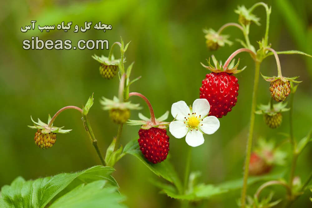 گیاه توت فرنگی وحشی | سیب آس