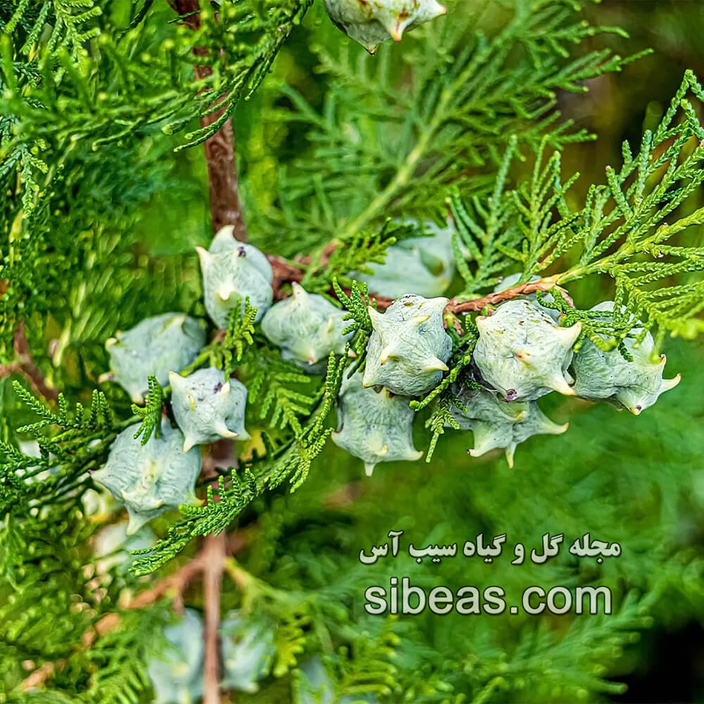 درخت نوش | سیب آس