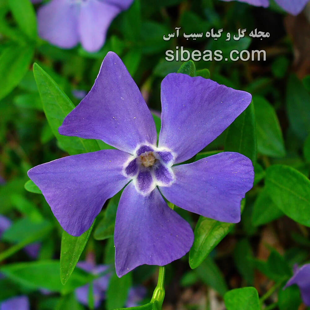 پیچ تلگرافی | سیب آس