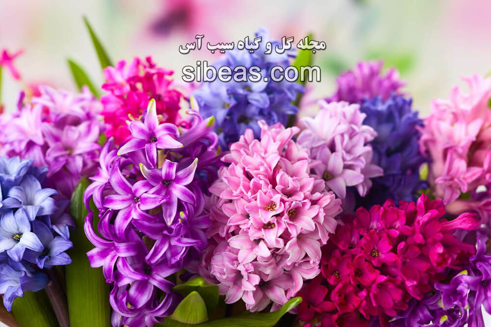 گل سنبل | سیب آس