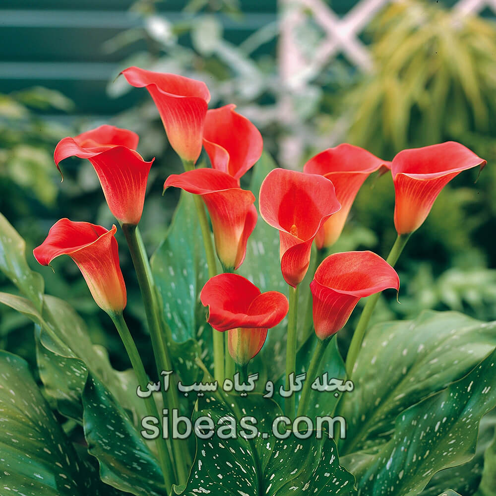 گل شیپوری شرابی | سیب آس