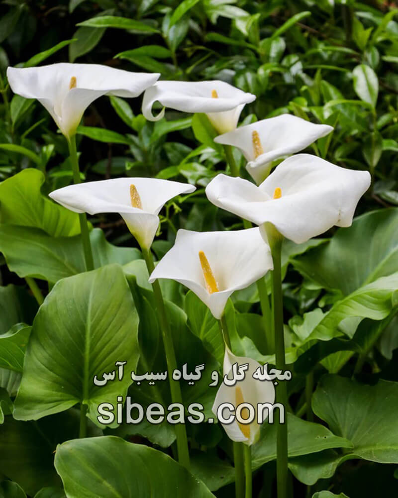 گل شیپوری | سیب آس
