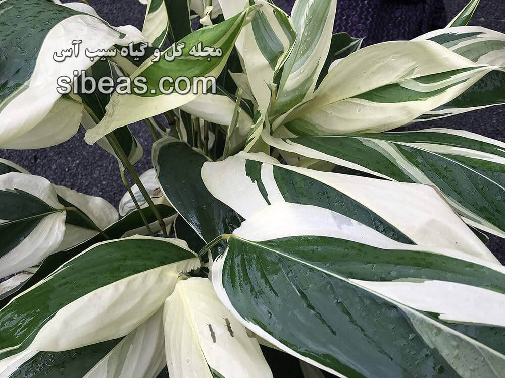 گل مارانتا آروندیناسه | سیب آس