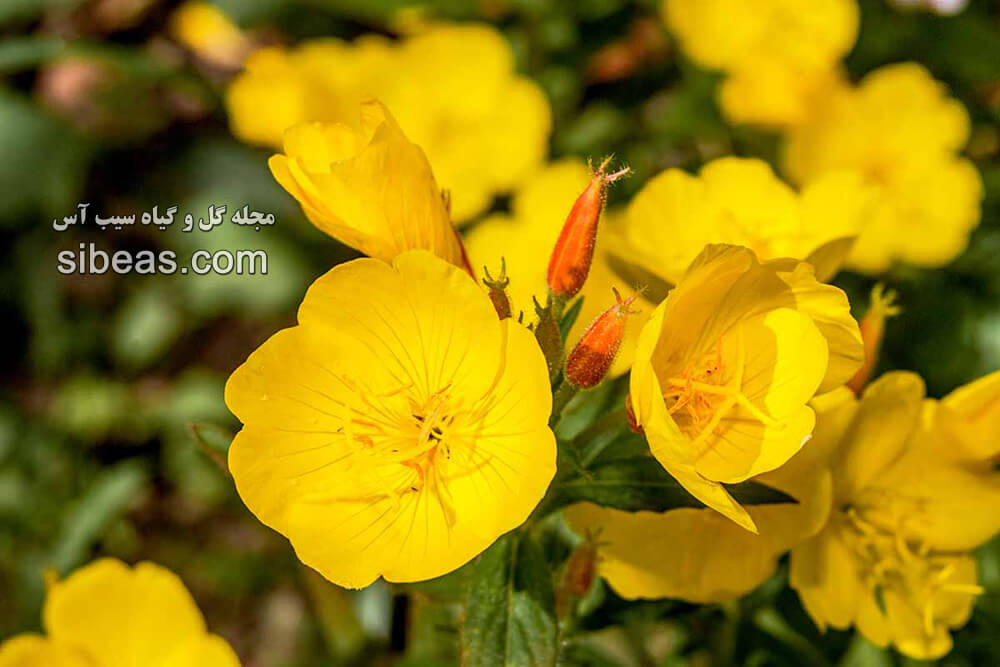 گل مغربی | سیب آس