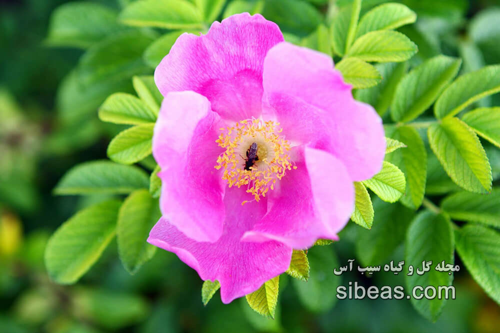 گل نسترن | سیب آس