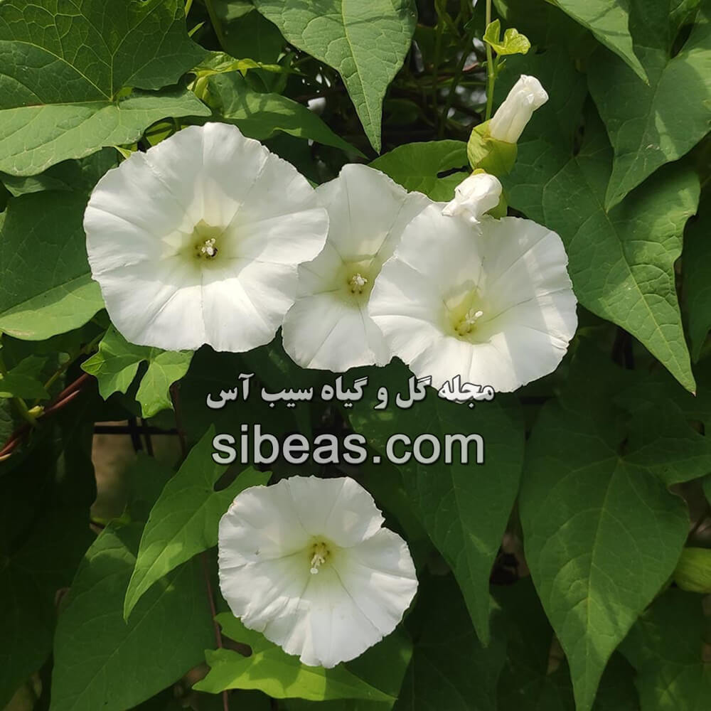 گل نیلوفر صحرایی بزرگ | سیب آس