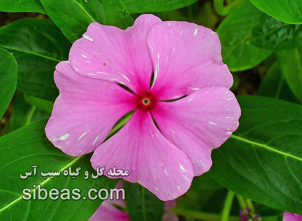 گل پريوش | سیب آس