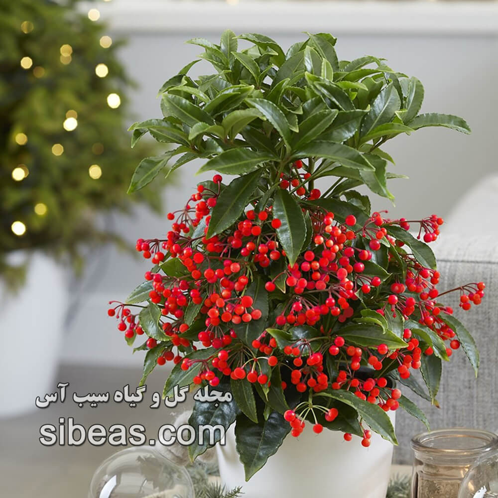 گیاه آردیسیا | سیب آس