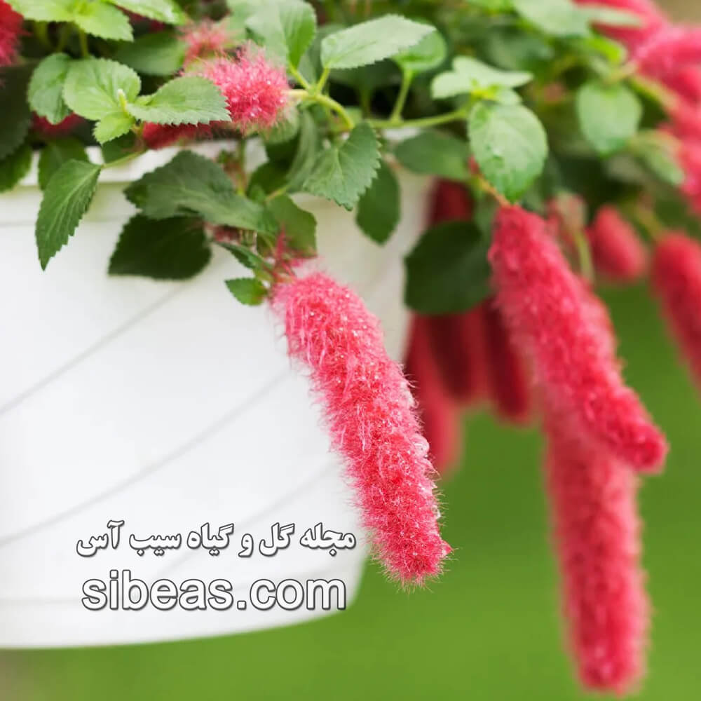 گیاه آکالیفا پندولا | سیب آس