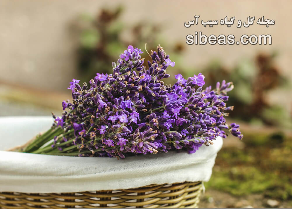 گیاه اسطوخودوس دارویی | سیب آس