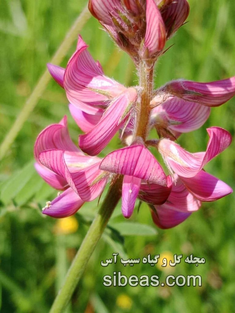 گیاه اسپرس | سیب آس