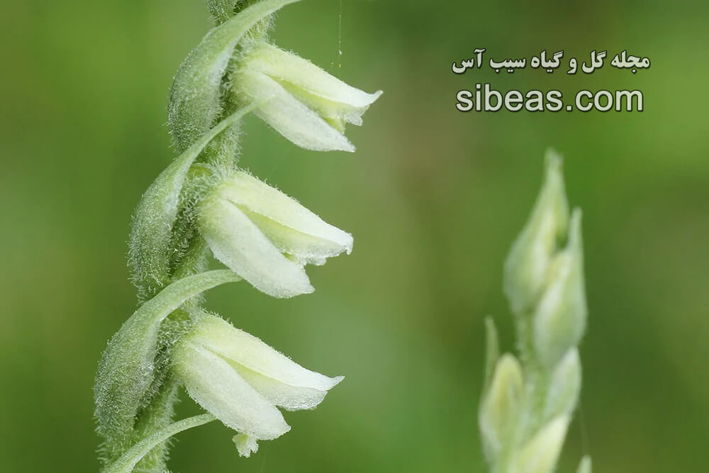 گیاه اسپیرانتز اسپیرالیس | سیب آس