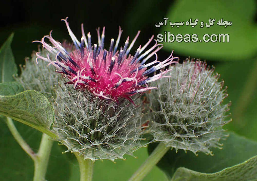 گیاه بابا آدم پشمی | سیب آس