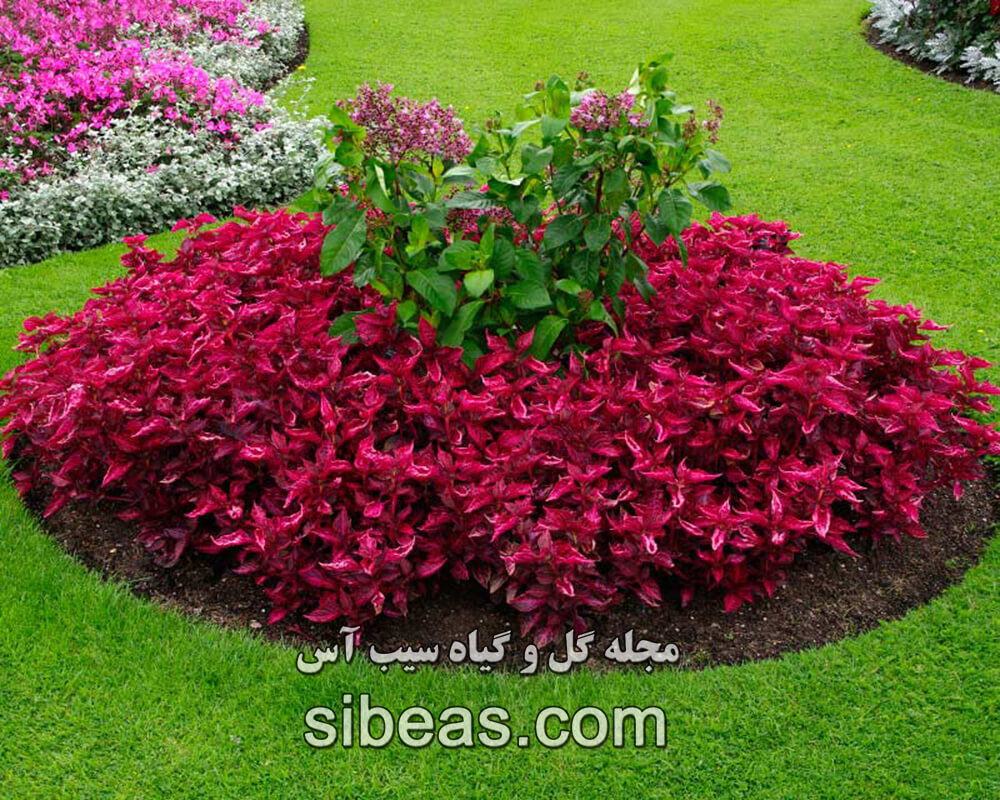 گیاه-برگ-خونی گیاه برگ خونی یا گیاه ایریزین | سیب آس