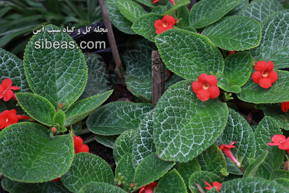 گیاه بنفشه آتشین | سیب آس
