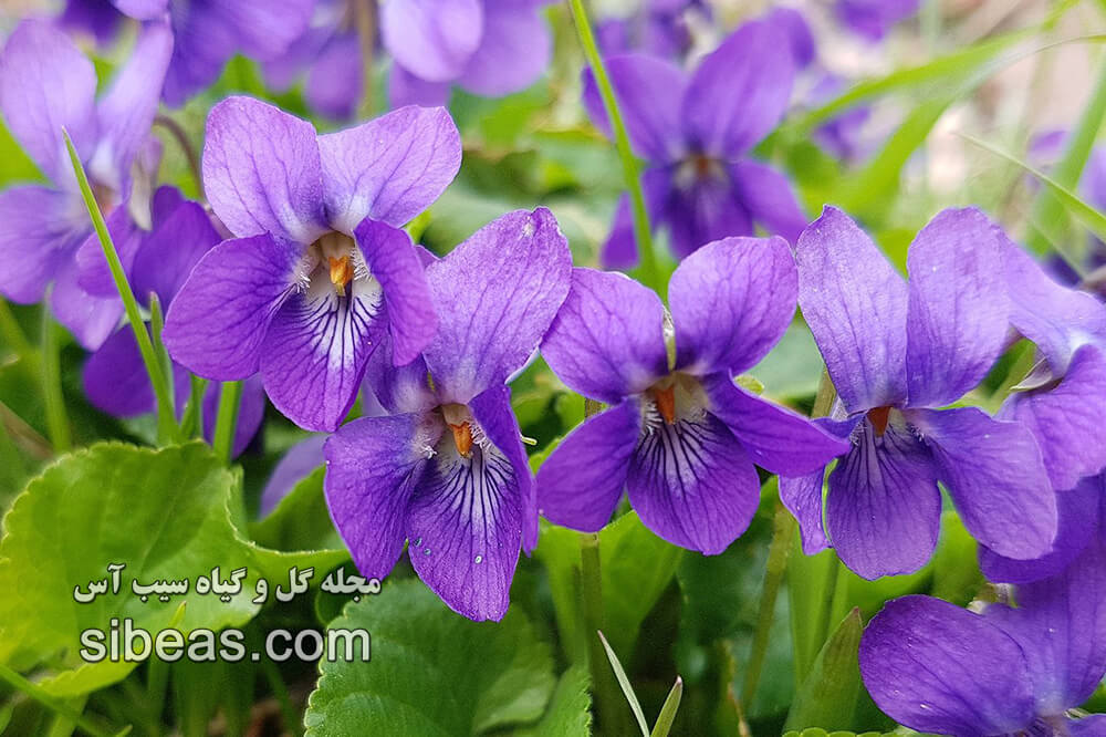 گیاه بنفشه معطر | سیب آس