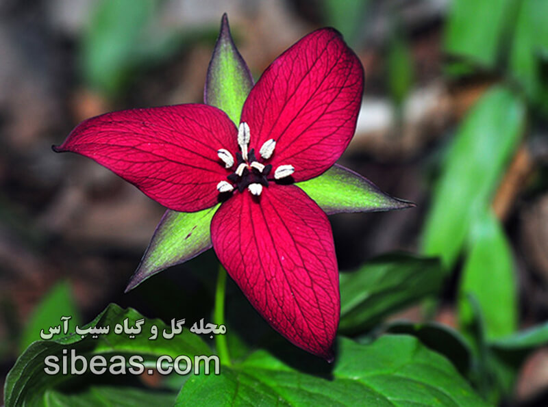گیاه تریلیوم قرمز | سیب آس