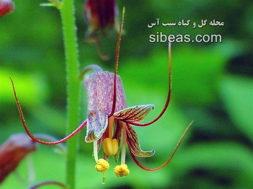 گیاه تولمیا منزیسی | سیب آس