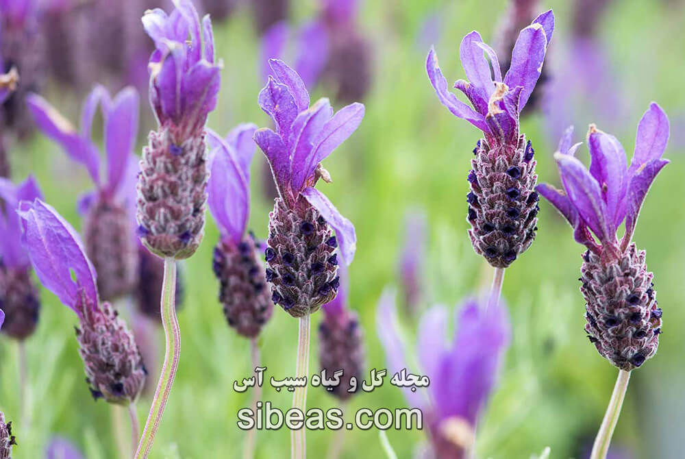گیاه دارویی اسطوخدوس فرانسوی | سیب آس