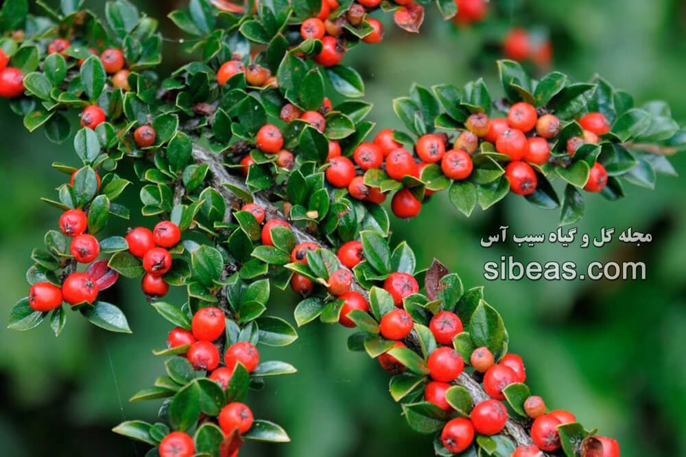 گیاه شیر خشت دارویی | سیب آس
