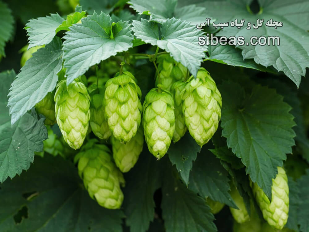 گیاه رازک | سیب آس