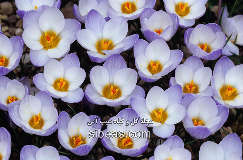 گیاه زعفران زینتی | سیب آس