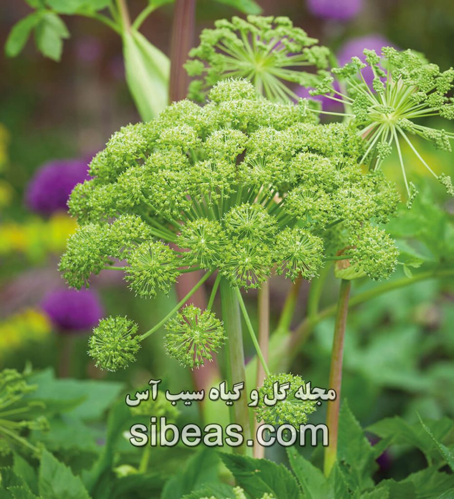 گیاه سنبل ختایی | سیب آس