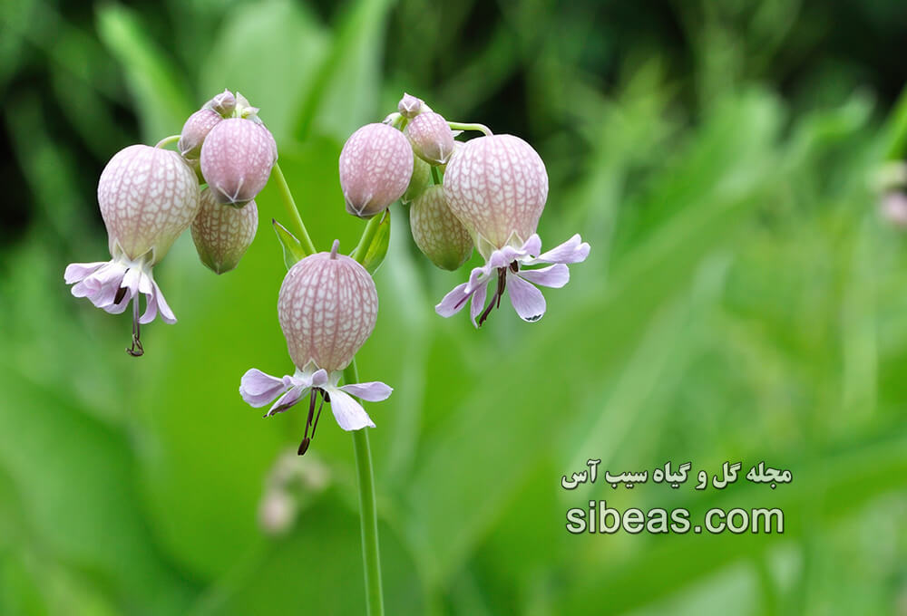 گیاه سیلن ولگاریس | سیب آس