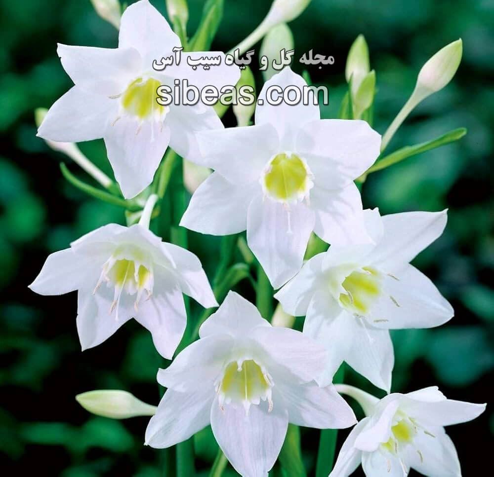 گیاه لیلی آمازونی | سیب آس