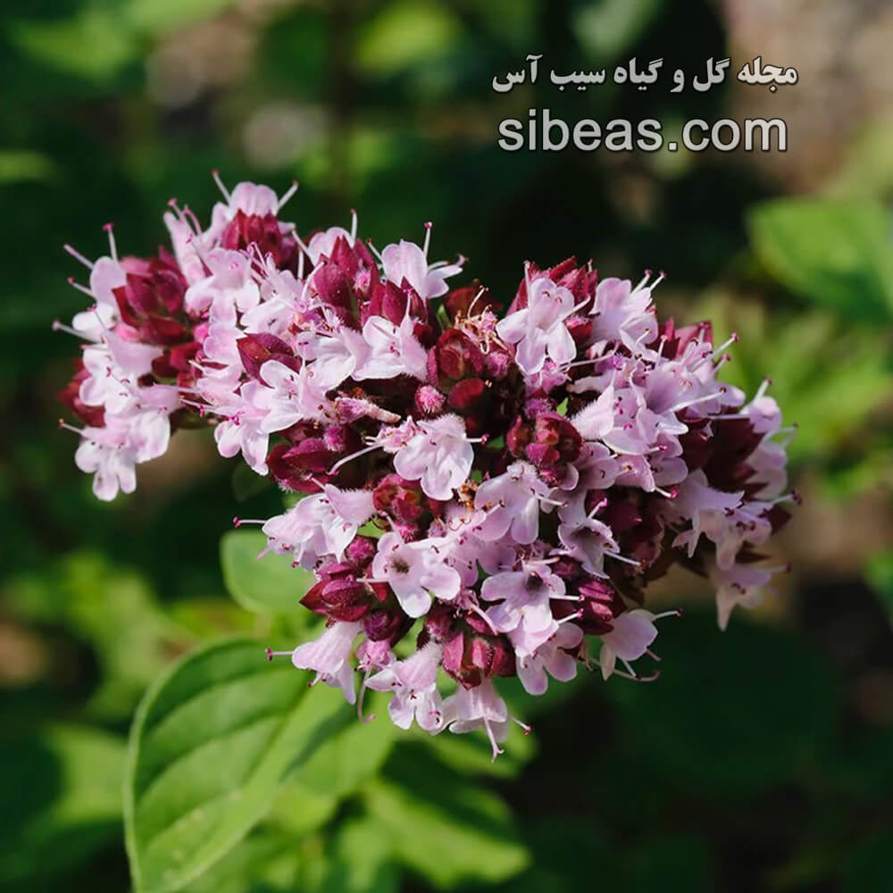 گیاه مرزنگوش | سیب آس
