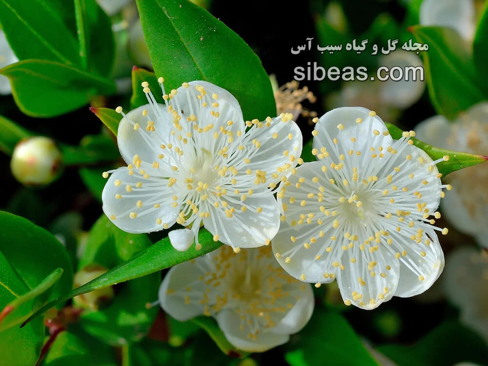 گیاه مورد | سیب آس