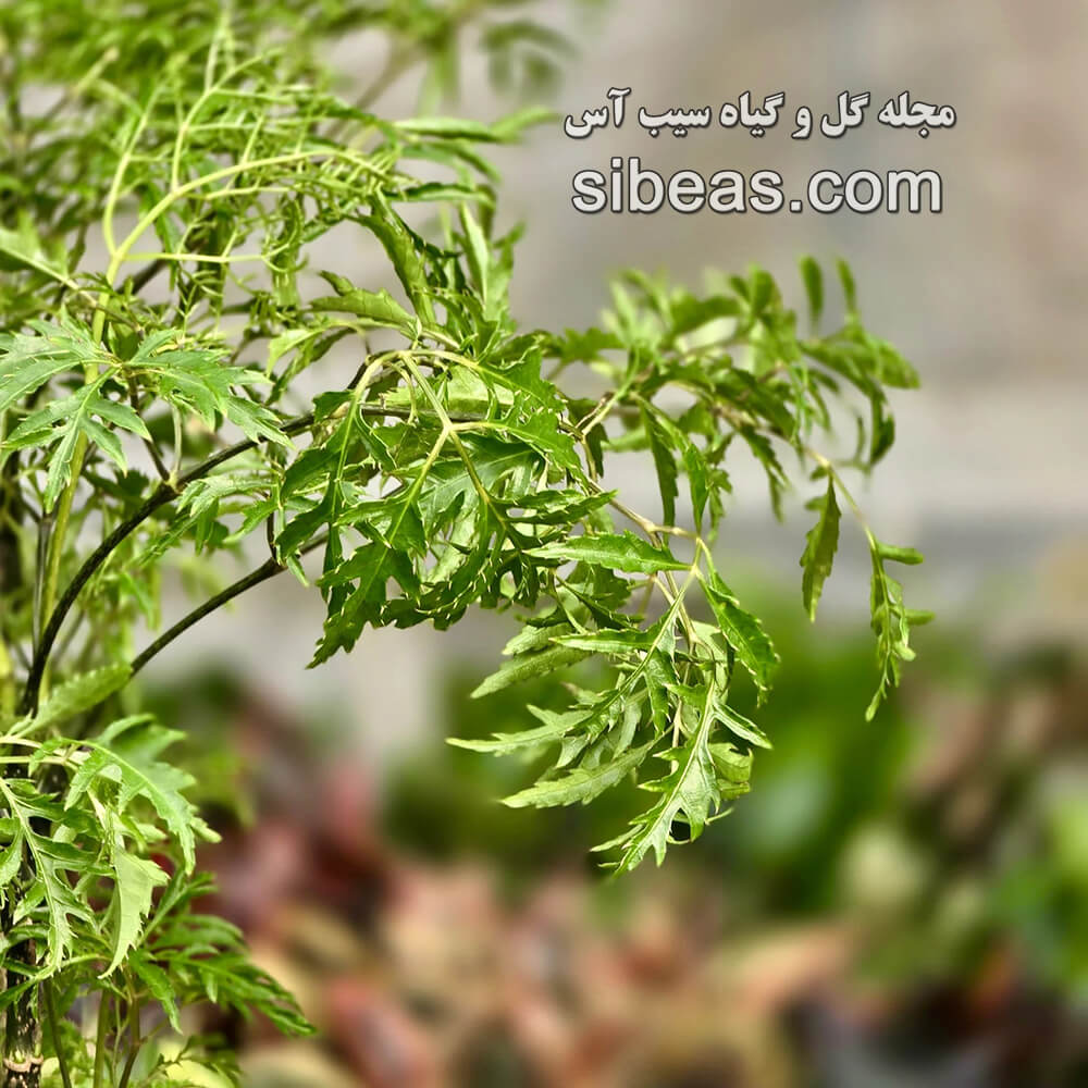 گیاه مینگ آرالیا | سیب آس