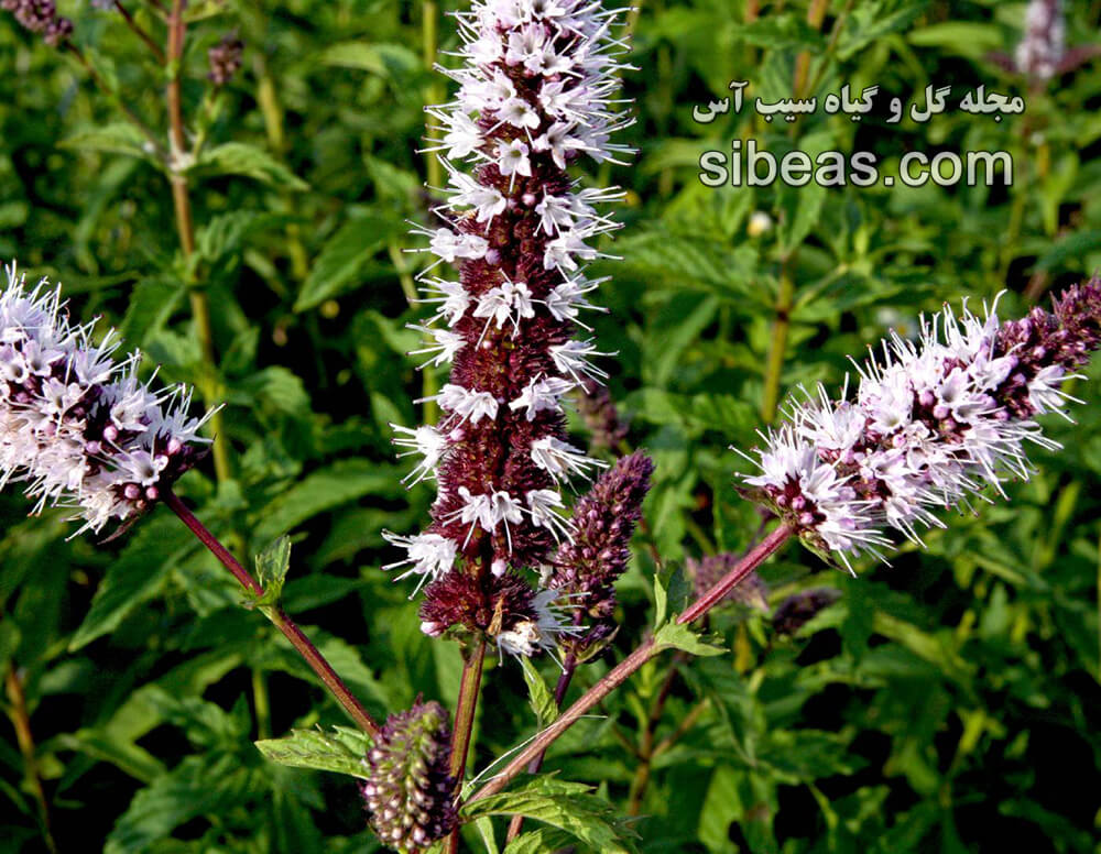 گیاه نعناع زینتی | سیب آس