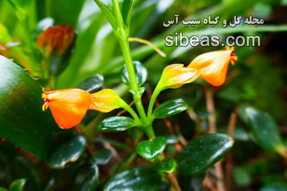 گیاه نما تانتوس | سیب آس