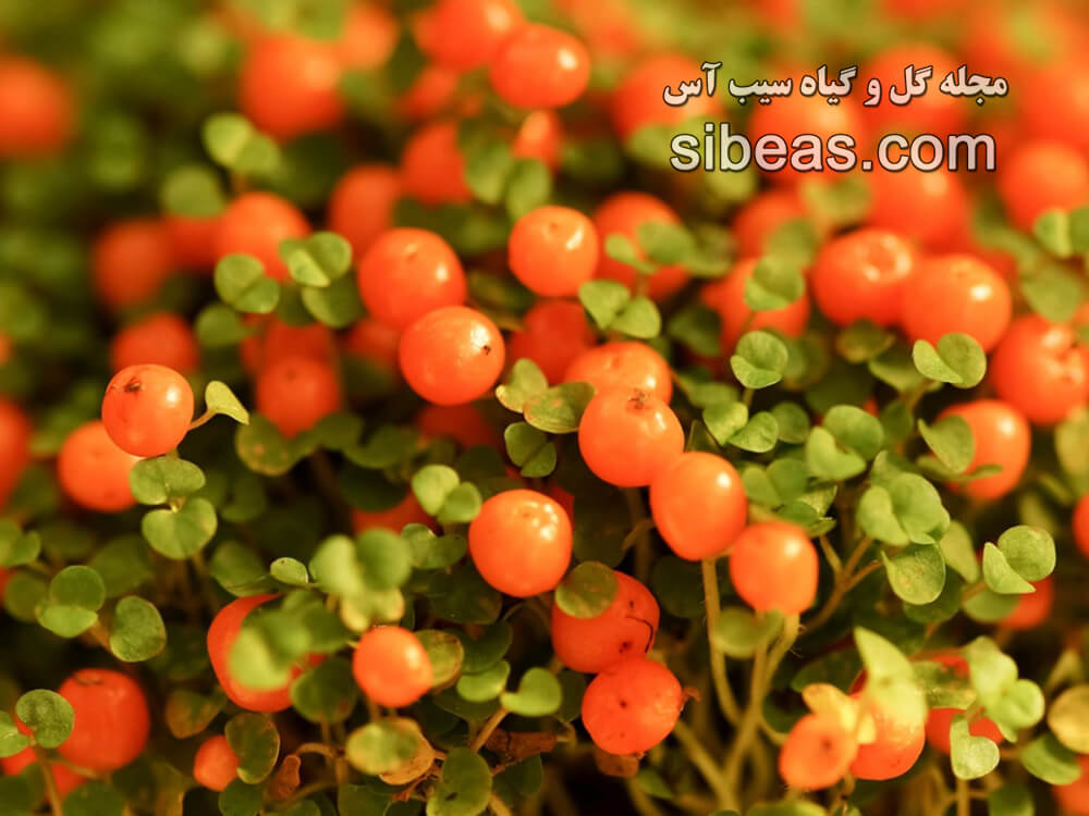 گیاه نِرتِرا | سیب آس