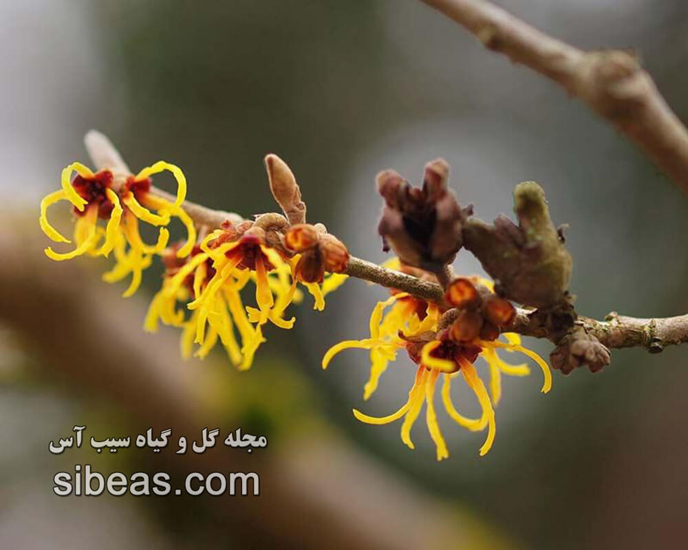 گیاه هاماملیس چینی | سیب آس