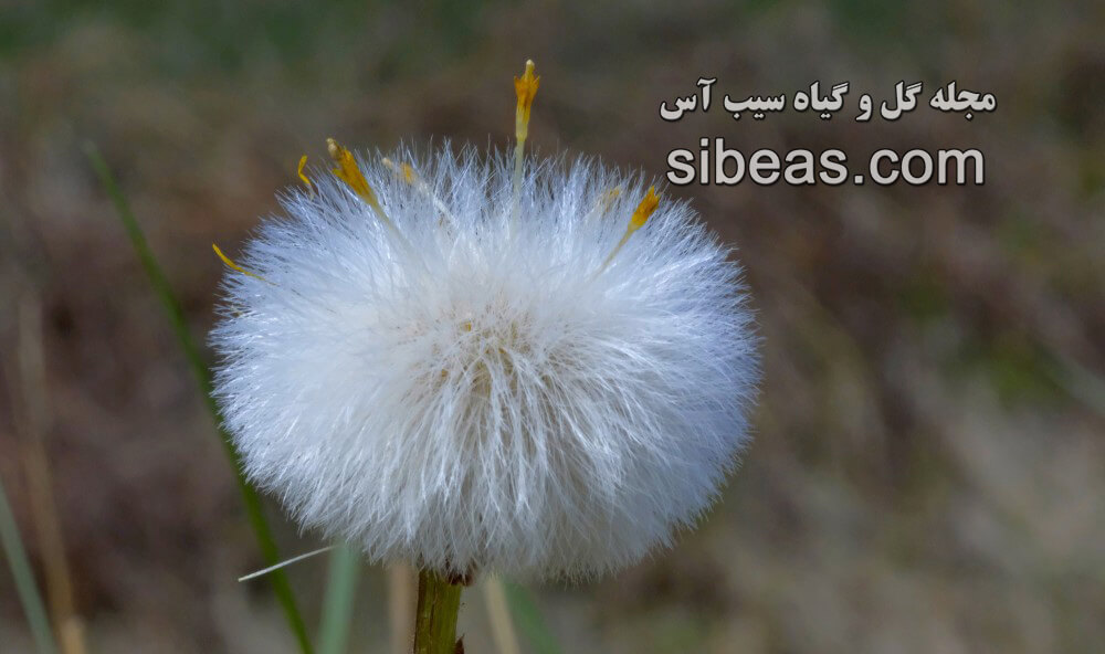 گیاه پای کره اسبی | سیب آس