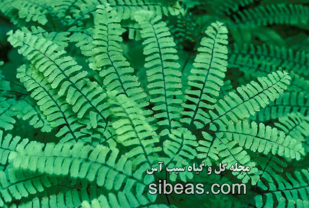 گیاه پرسیاوشان | سیب آس