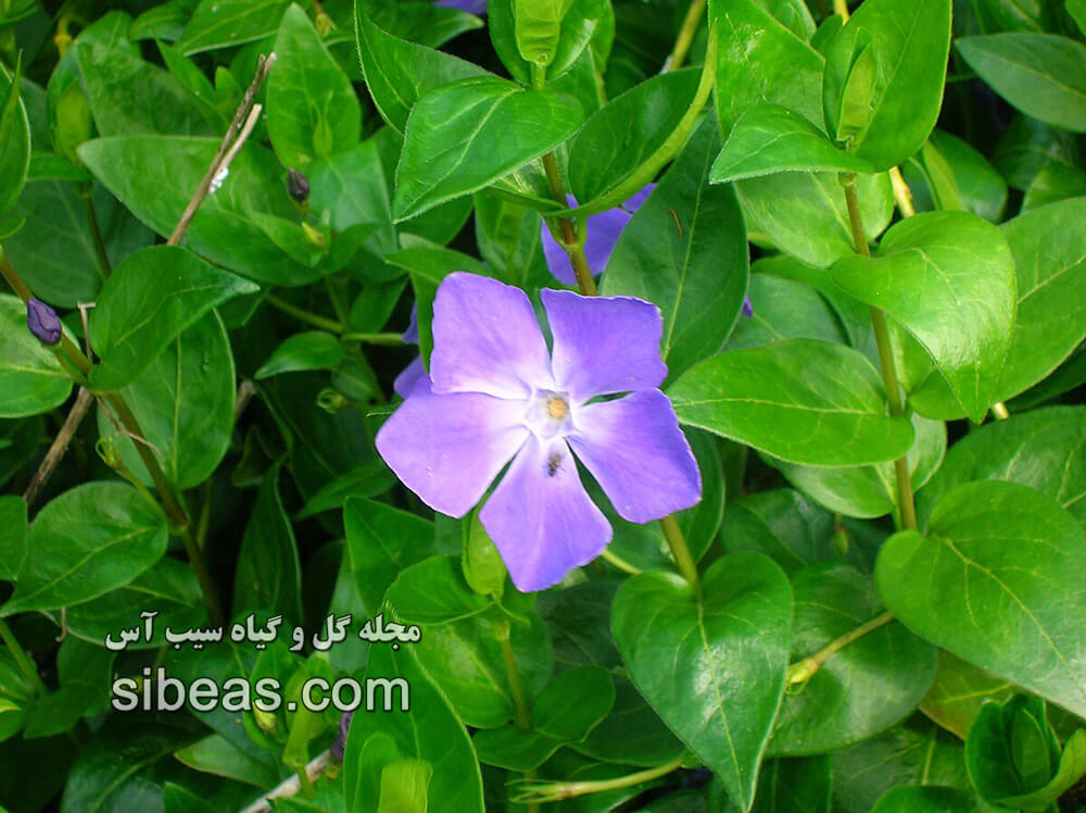 گیاه پروانش کبیر | سیب آس